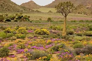 Aloes: Quiver tree, Orange Daisies (Tripteris hyoseroides)