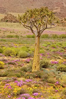 Aloes: Quiver tree, Orange Daisies (Tripteris hyoseroides)