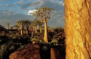 Aloes: Quiver Tree - during the rainy season with yellow