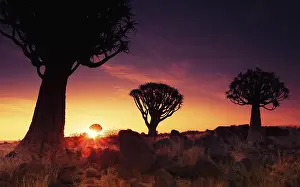 Aloe: Quiver trees (Aloe dichotoma), Kokerboom at sunset