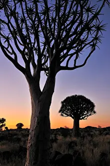 Aloe: Quiver trees (Aloe dichotoma), Kokerboom at sunset