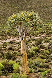 Quiver: Quiver Trees - in flower. Namaqualand, South