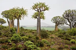 Aloe: Quiver Trees near Nieuwvodtville, Northern