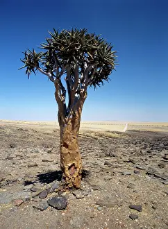 Aloe: Quivertree