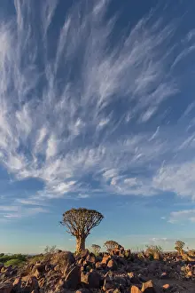 Asphodelaceae: QUIVERTREE