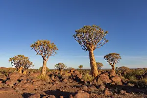 Asphodelaceae: QUIVERTREE