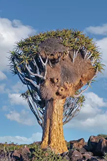 Asphodelaceae: QUIVERTREE