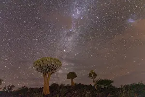Unmanned: QUIVERTREE