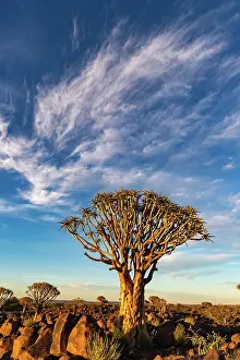 Asphodelaceae: QUIVERTREE