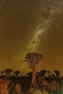 Unmanned: QUIVERTREE