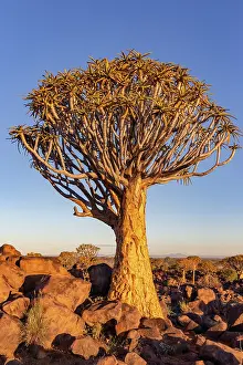 Asphodelaceae: QUIVERTREE