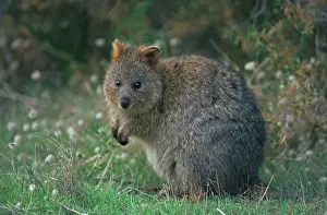 Setonix: Quokka