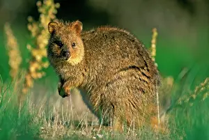 Setonix: Quokka