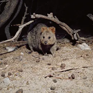Setonix: QUOKKA