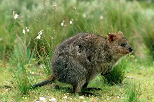 Setonix: Quokka