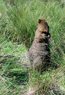 Setonix: Quokka