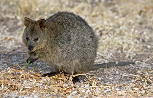 Quokka: Quokka