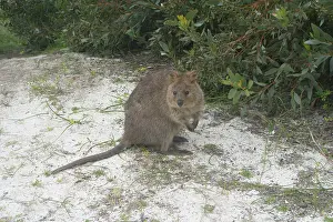 Setonix: Quokka