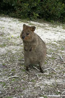 Setonix: Quokka