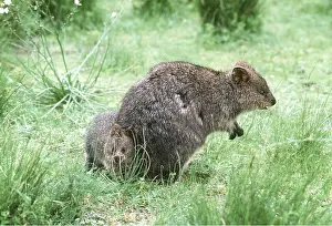 Quokka: QUOKKA