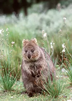 Quokka: QUOKKA