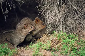 Setonix: Quokka - adult and juvenileS