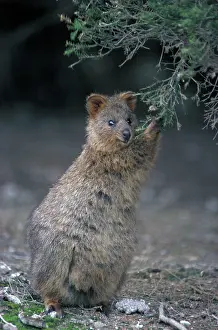 Setonix: Quokka - Eating from shrubby bush