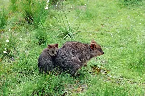 Setonix: Quokka - Female and young