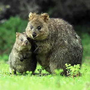 Setonix: Quokka - Female and young