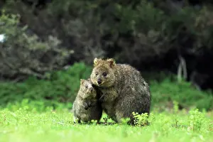 Kallen Marc Ferrero: Quokka - Female and young