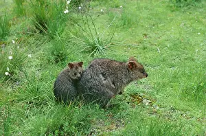 Setonix: Quokka (Setonix brachyurus) female and young. Rottnest
