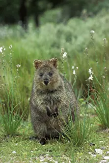 Setonix: Quokka (Setonix brachyurus) sitting, looking at