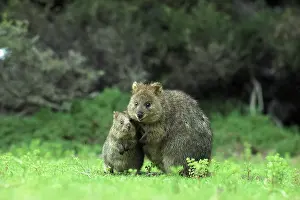 Setonix: Quokka (Setonix brachyurus) with young. Rottnest