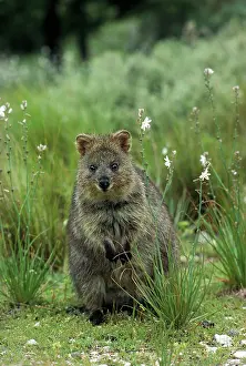 Setonix: Quokka - Sitting down