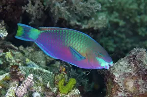 Weda: Quoys Parrotfish - Pasir Putih dive site, Weda