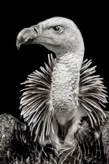 Monochrome: R&, x30c25b2c;'s griffon vulture (Gyps rueppellii)
