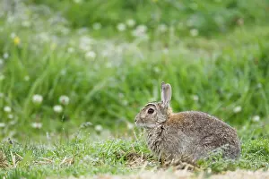 Orkneys: Rabbit