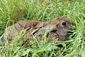 Euroepan: Rabbit