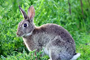 Euroepan: Rabbit
