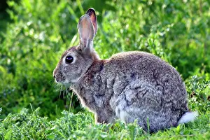 Euroepan: Rabbit