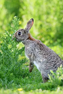 Euroepan: Rabbit