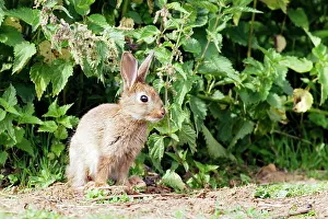 Euroepan: Rabbit