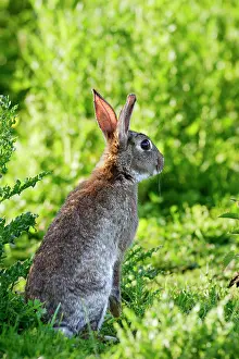 Euroepan: Rabbit