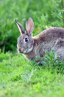 Euroepan: Rabbit