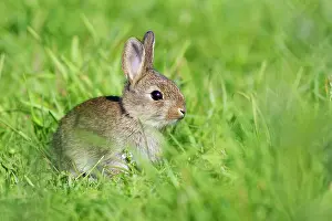 Euroepan: Rabbit