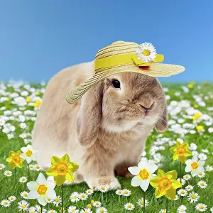 Daffodils: Rabbit