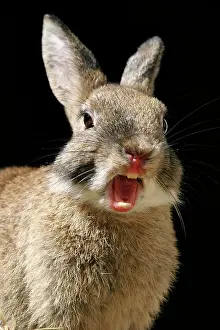 Bunnies: Rabbit