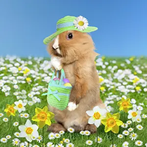 Shopping: Rabbit