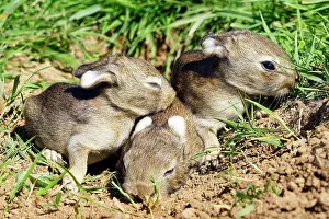 Euroepan: Rabbit 7-8 days