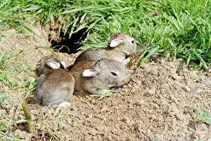 Euroepan: Rabbit - 7-8 days old